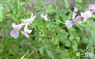 元胡种植技术视频,从播种到收获的全程指导